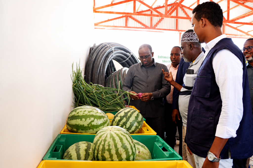 SEDO and WFP Boost Agricultural Resilience in Bari Region SEDO