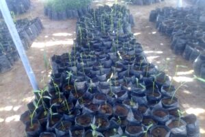 nurserymangrove 900x600 hd