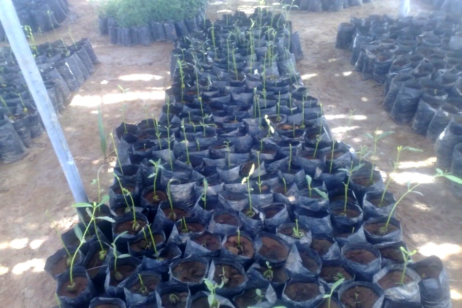nurserymangrove 900x600 hd